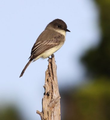 Eastern Phoebe / Grå fibi (Sayornis phoebe)