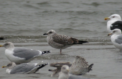 Yellow-legged Gull / Medelhavstrut (Larus michahellis)