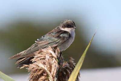 Tree Swallow / Trdsvala (Tachycineta bicolor)