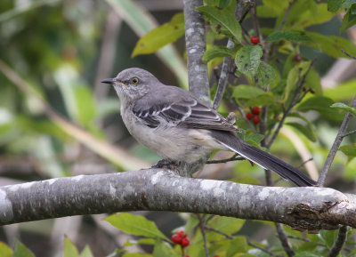 Northern Mockingbird / Nordlig hrmtrast (Mimus polyglottos)