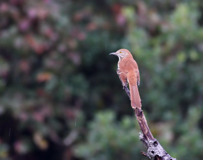 Brown Thrasher / Rödbrun härmtrast (Toxostoma rufum)