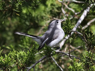 Blue-grey Gnatcatcher / Blgr myggsnappare (Polioptila caerulea)