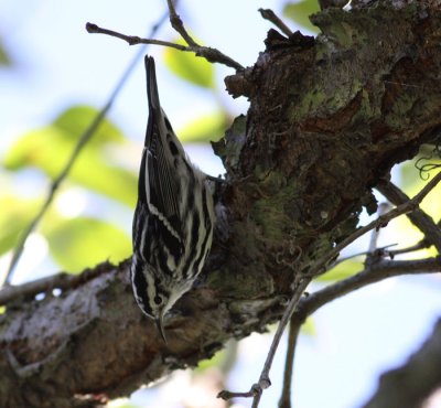 Black-and-white Warbler / Svartvit skogssngare (Mniotilta varia)