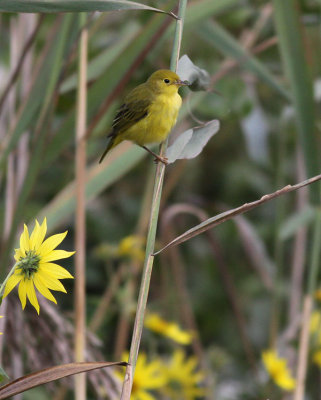 Yellow Warbler / Gul skogssngare	(Dendroica petechia)