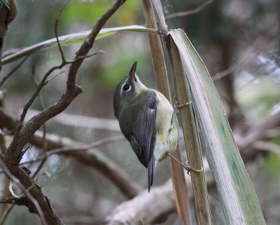 Black-throated Blue Warbler / Blryggad skogssngare (Dendroica caerulescens)