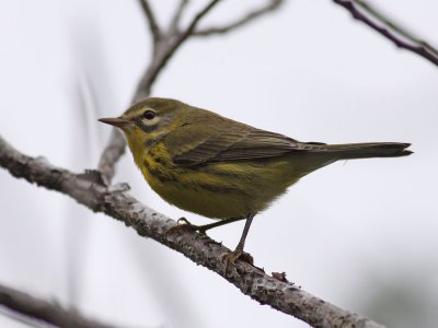 Prairie Warbler / Prrieskogssngare (Dendroica discolor)