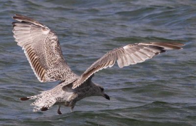 Herring Gull / Gråtrut (Larus argentatus)