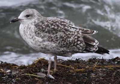 Herring Gull / Gråtrut (Larus argentatus)