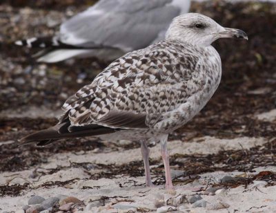 Herring Gull / Gråtrut (Larus argentatus)