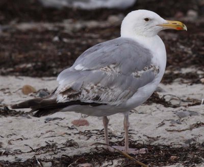 Herring Gull / Grtrut (Larus argentatus)