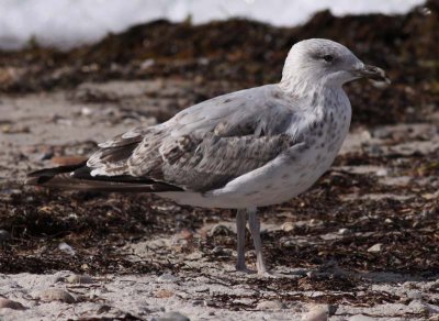 Herring Gull / Grtrut (Larus argentatus)
