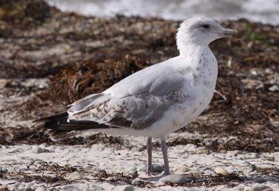 Herring Gull / Grtrut (Larus argentatus)