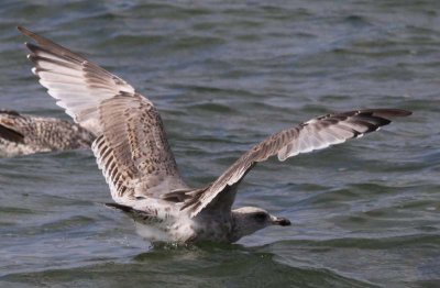 Herring Gull / Grtrut (Larus argentatus)