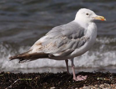 Herring Gull / Grtrut (Larus argentatus)