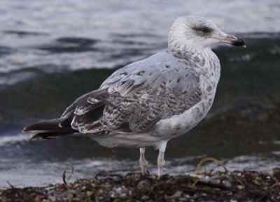 Herring Gull / Grtrut (Larus argentatus)