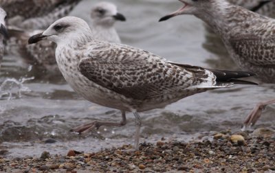 Herring Gull / Gråtrut (Larus argentatus)