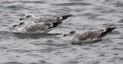 Herring Gull / Gråtrut (Larus argentatus)