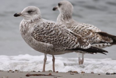 Herring Gull / Gråtrut (Larus argentatus)