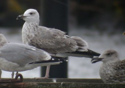 Caspian Gull / Kaspisk trut (Larus cachinnans)