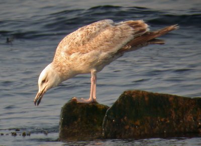 Caspian Gull / Kaspisk trut (Larus cachinnans)