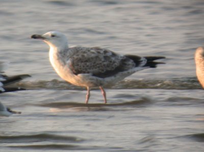 Caspian Gull / Kaspisk trut (Larus cachinnans)