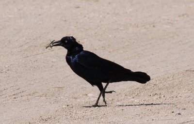Boat-tailed Grackle / Större båtstjärt (Quiscalus major)