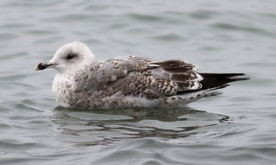Herring Gull / Gråtrut (Larus argentatus)