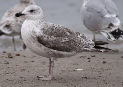Herring Gull / Gråtrut (Larus argentatus)