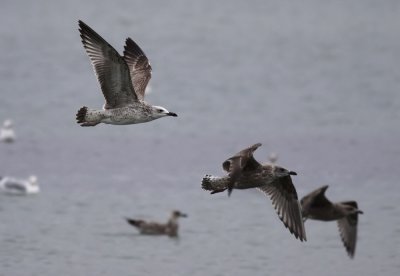 Caspian Gull / Kaspisk trut (Larus cachinnans)