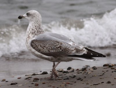 Herring Gull / Grtrut (Larus argentatus)