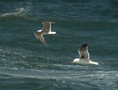 Lesser Black-backed Gull / Silltrut (Larus fuscus)
