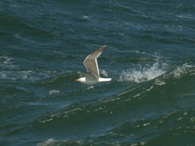 Lesser Black-backed Gull / Silltrut (Larus fuscus)
