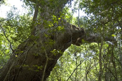 Live Oak4.jpg