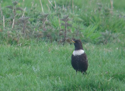 ring Ouzel, Buckenham Marsh,Norfolk.jpg