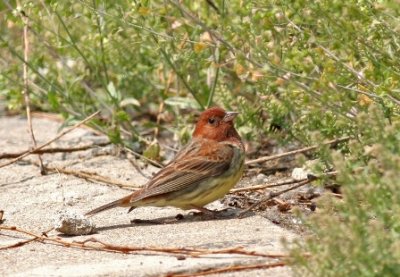 chestnut bunting.jpg