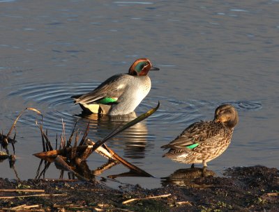 teal @ Strumpshaw Fen.jpg