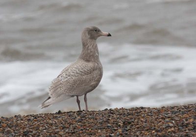 glaucous gull @ Salthouse.jpg