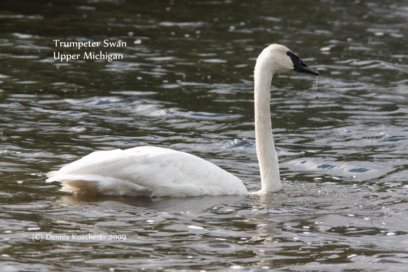 Trumpeter Swan