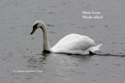 Mute Swan