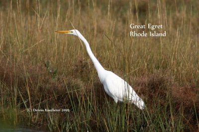 Great Egret