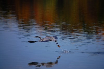 Fall Heron - Take-Off