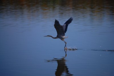 Fall Heron - Water Dance