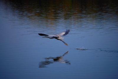Fall Heron - Take-Off