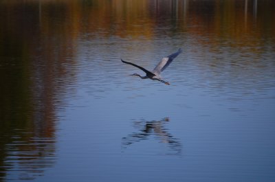 Fall Heron - Flight