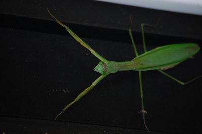 Praying Mantis