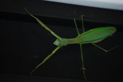 Praying Mantis