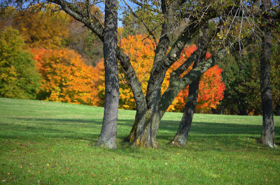 Trees with Character