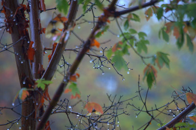 Fall-Rain