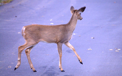 Deer Xing