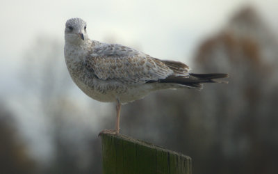 Speckled Seagull